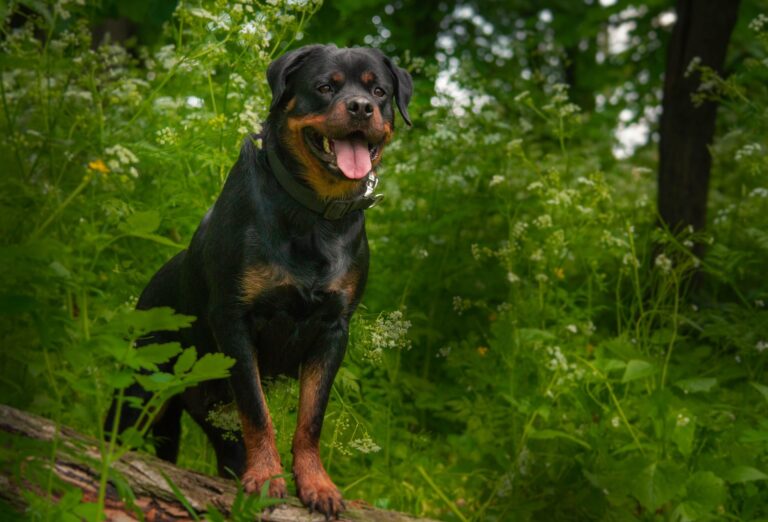 From Butcher’s Dog to Beloved Pet: The Rottweiler Story