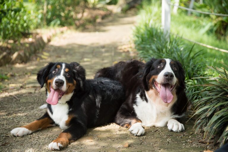 Why Bernese Mountain Dogs Are Big, Fluffy Lovebugs