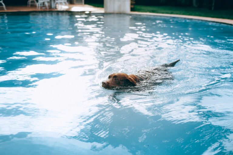 hydrotherapy for dogs