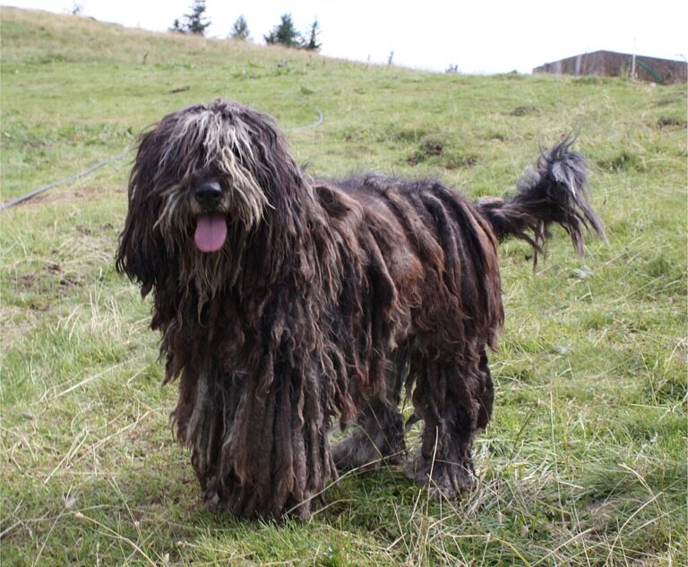 Beyond the Curls: Unraveling the Magic of Bergamasco Shepherd Puppies